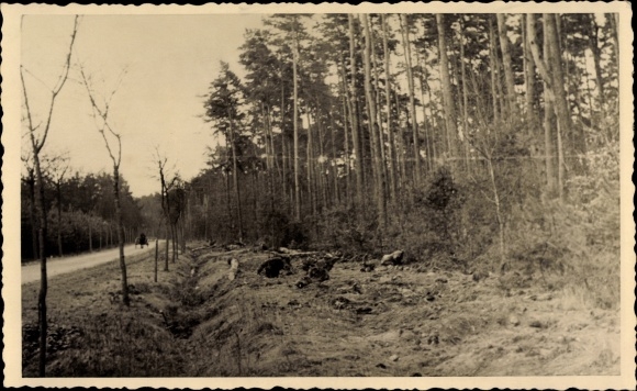 Photo Postcard Zerbst in Anhalt, cyclist road, trees cut down