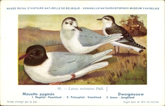 Artist Postcard Dupond, Hub., Mouette pygmee, Dwarf Gull, No. 95