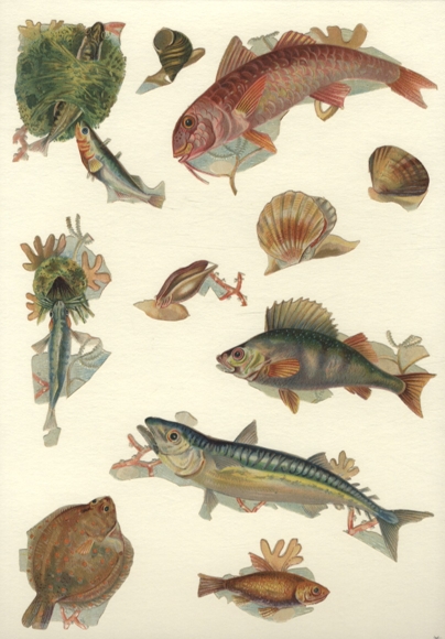 11 wafers fish and mussels, approx. 7 x 13 cm to 3 x 3 cm