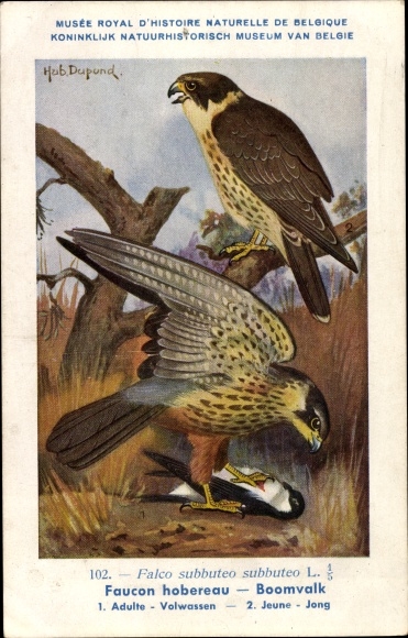 Artist Postcard Dupond, Hub., Falco subbuteo, tree falcon