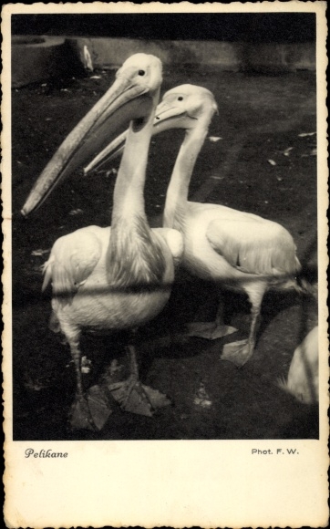 Postcard Two Pelicans
