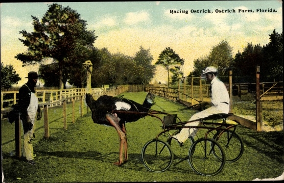 PC Florida USA, racing ostrich, farm
