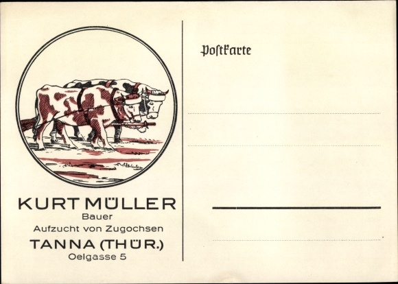 Ak Tanna Saale Orla Kreis, Kurt Müller, Bauer, Aufzucht von Zugochsen