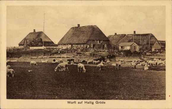 Ak Hallig Gröde in Noord-Friesland, Warft, kudde runderen