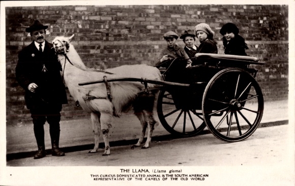Postcard Lama pulling a carriage, man, children