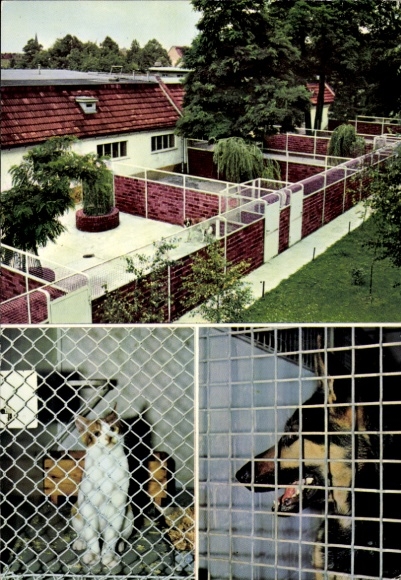 Postcard Berlin Steglitz Lankwitz, animal shelter Lankwitz, accommodation for cats and dogs, German Shepherd