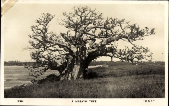 Ak Kenya, Mabayu-boom