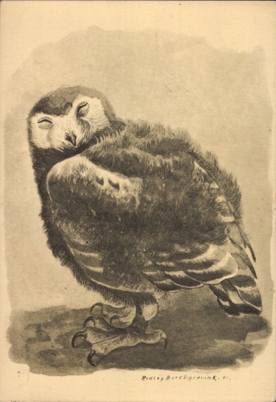 Artist Postcard Ridley Borchgrevink, owl, animal portrait