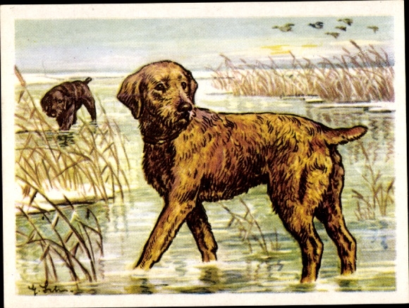 Sammel-Einzelbild Austria Bildwerk Kamerad Hund Serie V Bild 120, Der Pudelpointer