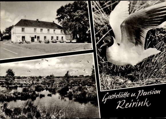 Ak Vreden im Münsterland Westfalen, Gaststätte u. Pension Reirink, Landschaftsaufnahmen, Vogel, W