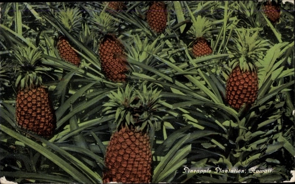 Ak Hawaï de V.S., Ananasaanplanting