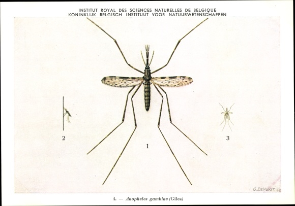 Artist PC Devuyst, Anopheles gambiae, mosquito