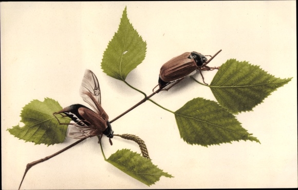 Ak Maikäfer am Blatt, Pfingsten
