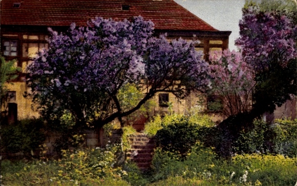 Postcard Nenke & Ostermaier Series 261 No. 4114, Lilac, Near Pirna