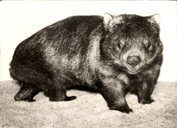 Postcard Naked-nosed Wombat