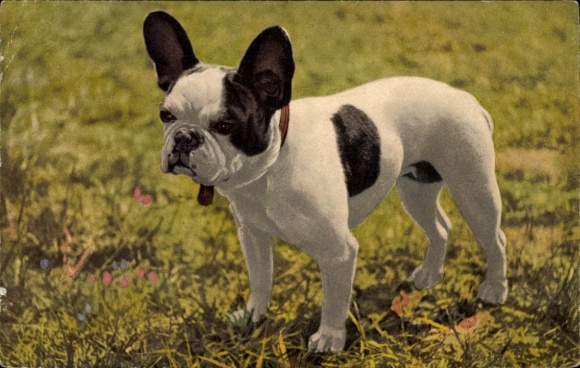 Ak Französische Bulldogge