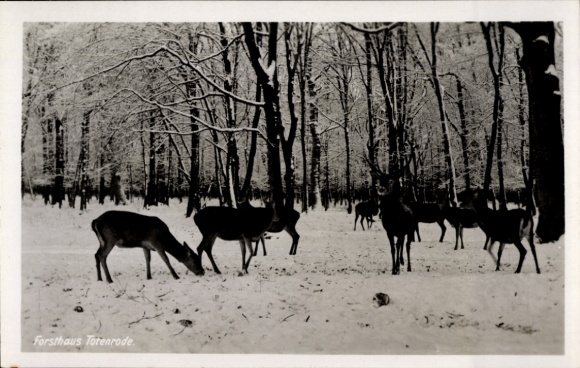 PC Altenbrak Thale in the Harz, Forsthaus Totenrode, deer, winter