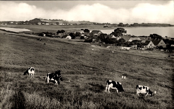 Postcard Thiessow on Rügen, Klein Zicker, cows, Bodden
