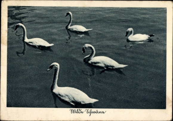 Ak Wilde Schwäne, Schwanengruppe auf dem Wasser