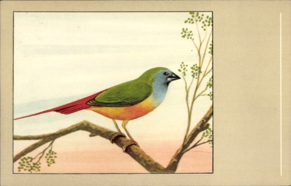 Artist Postcard a leek green parrot mandarin