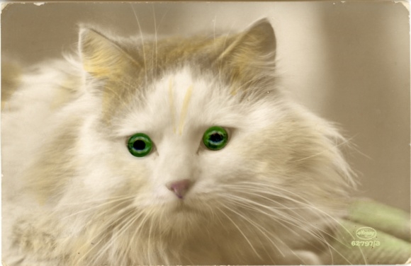 Postcard cat with green eyes, animal portrait