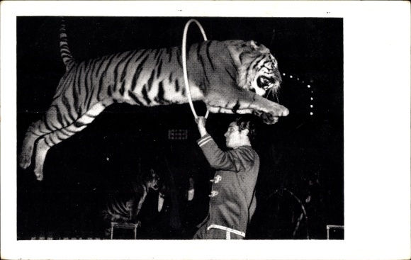 Postcard Original Predator Dressage Show, Circus Willy Hagenbeck, Bengal tiger jumping