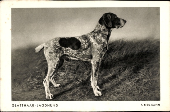 Künstler Ak Neumann, F., Glatthaar Jagdhund