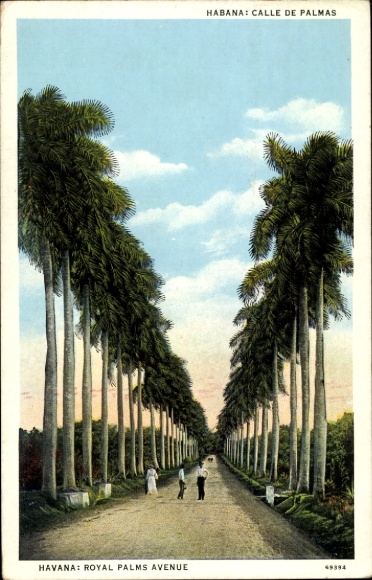 Postcard Havana Cuba, Royal Palms Avenue