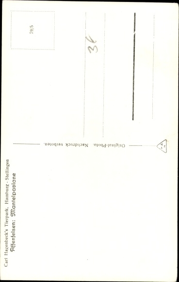 PC Hamburg Eimsbüttel Stellingen, Carl Hagenbeck&#39;s zoo, monkey rock, hamadry baboons