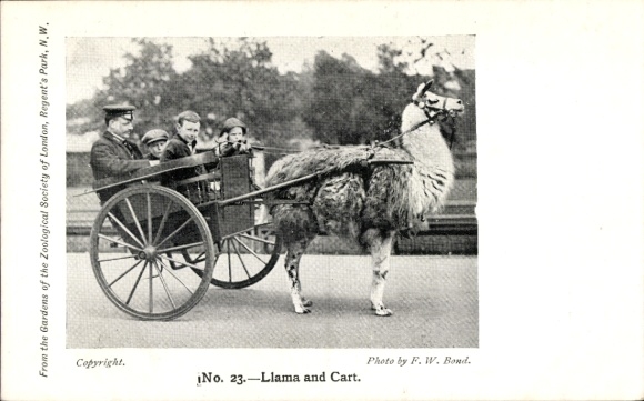 Postcard London City England, Zoological Garden, Lama, Cart, Photographer, FW Bond