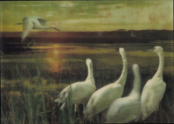 3D Postcard Egrets, Heron, Dusk