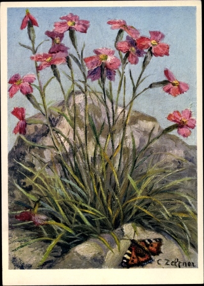 Artist Postcard Caryophyllaceae, Dianthus caryophyllus, Felsennelke