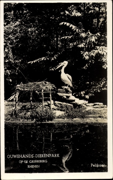 Postcard Rhenen Utrecht, zoo, pelican