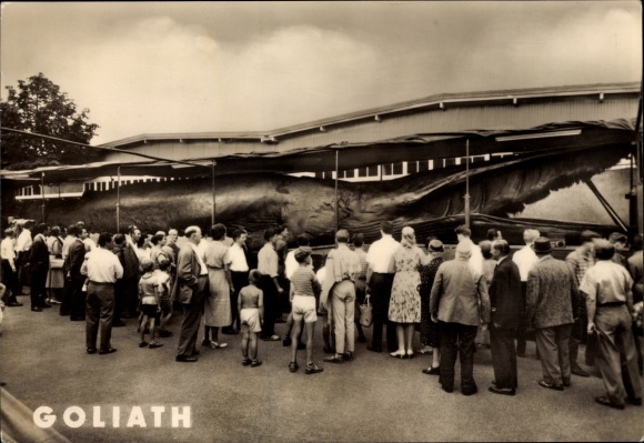 Postcard Goliath, giant whale caught in Norway in 1954