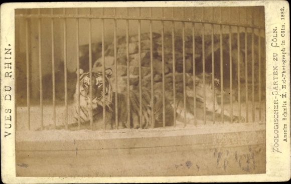 Photo Cologne am Rhein, tiger, zoological garden, cage
