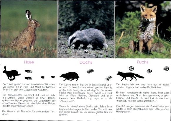Timetable for the district hunters&#39; association, Herzogtum-Lauenburg eV, rabbit, badger, fox around 1990
