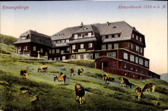 Postcard Karpacz Krummhübel Giant Mountains Silesia, Hampelbaude, pasture, cows