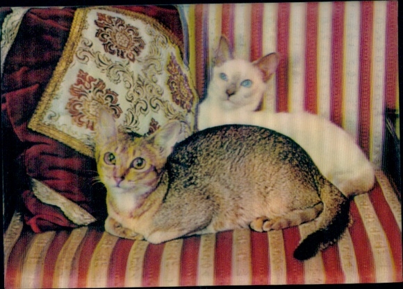 3 D Postcard Two cats lying on a striped sofa, pillows