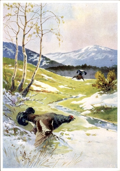 Artist Postcard Schutz, Capercaillie in Flight