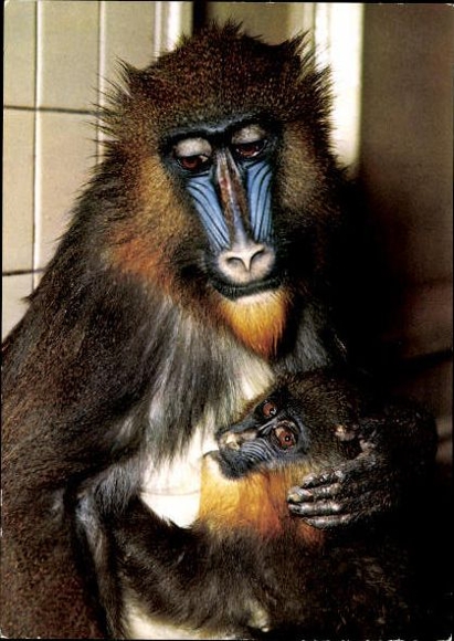 12 old Postcard monkeys, various views