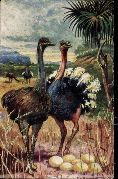 Artist PC Baumgarten, E. von, ostriches in South West Africa, ostrich eggs, German colonial areas