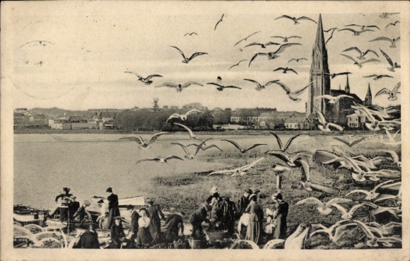 Postcard Schleswig in Schleswig Holstein, collecting seagull eggs on the Seagull Island