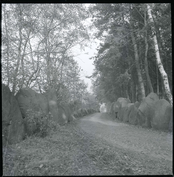 8 celluloid negatives Dauelsen Verden on the Aller, forest, cemetery, economy