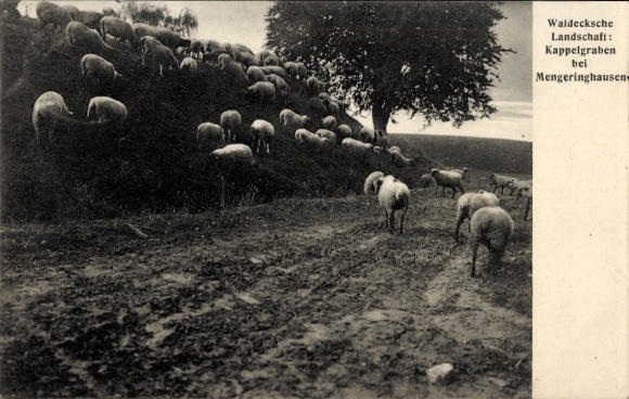Postcard Mengeringhausen Bad Arolsen Hessen, sheep on a meadow, in the background a forest
