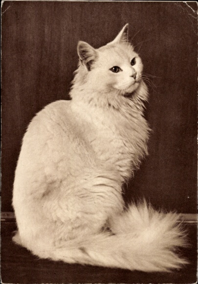 Postcard White Cat, Animal portrait