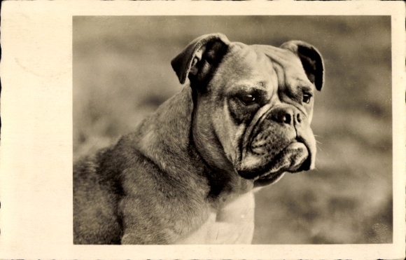 Ak Englische Bulldogge, Tierportrait