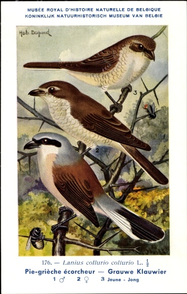 Kunstenaar Ak Dupond, H., Lanius Collurio collurio, Roodrugklauwier, nr. 176
