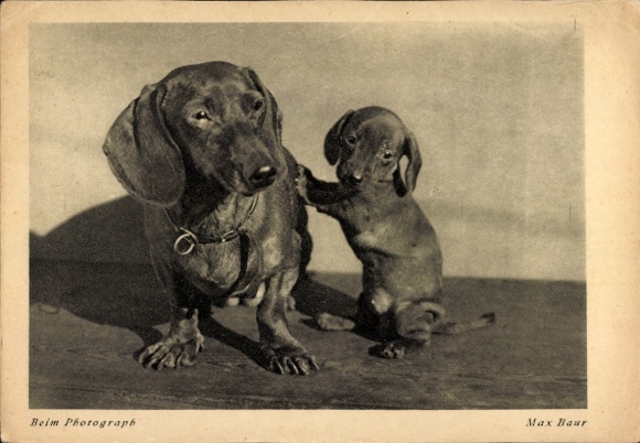 Postcard Dachshund, animal portrait
