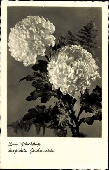 10 old AK flower pictures, flower photos, different views