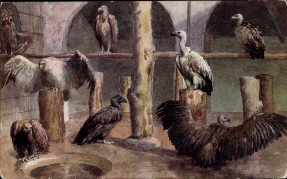 Postcard Vultures in the enclosure, London Zoological Garden